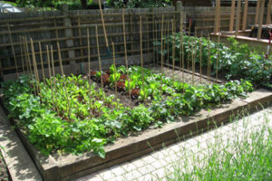 Raised Beds