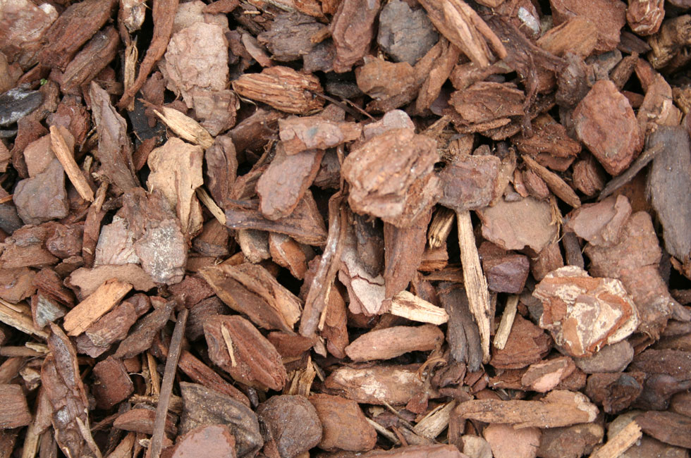 Image of Bark chips mulch