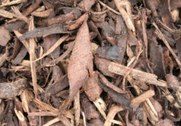 Landscape Bark