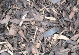 Medium Bark