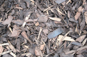 Medium Bark