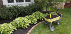 Mulch on garden