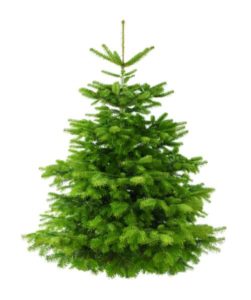 Nordmann fir