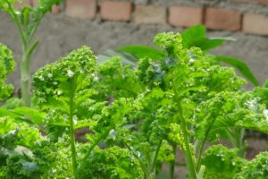 kale-918001_1280