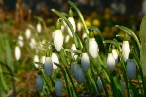 snowdrop-84979_1280