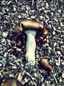 Mushroom Bark