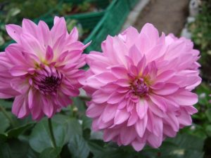 dahlia
