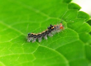 caterpillar on leaf
