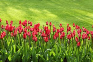 grass, flowers, green, red