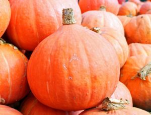 pumpkin