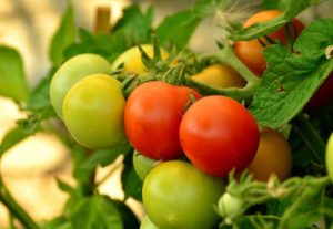 green and red tomatoes