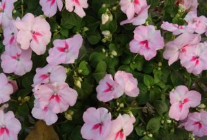 soil conditioner cambridge, spring flowers