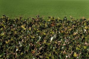 garden mulch suppliers essex, garden hedge