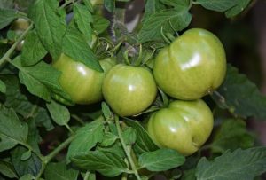 tomato, mushroom compost essex