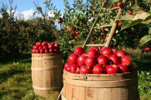 soil conditioner, apple orchard