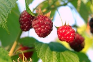 soil conditioner, raspberries