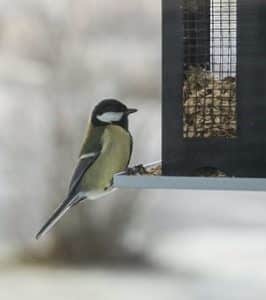 mulch suffolk, bird feeder