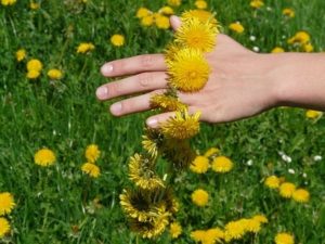 bark mulch suppliers essex, dandelion