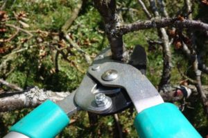 outdoor gardening supplies pruning