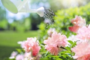 Bark Mulch Suppliers Cambridge - image of a watering can being used to water flowers
