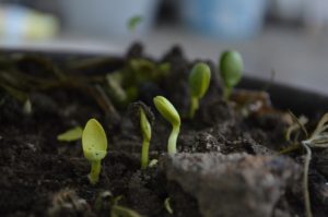 Soil Improvers Cambridge - photo of sprouts growing in soil