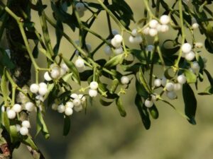 Soil conditioners Cambridge - mistletoe