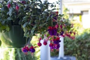 Black Fen Soil Suffolk - Six Top Tips for Hanging Baskets
