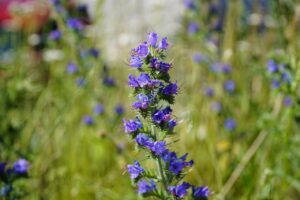 Soil conditioners Cambridge – supplied by Madingley Mulch