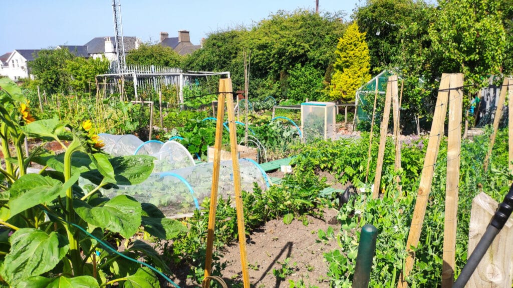 Allotment supplies Suffolk – from Madingley Mulch