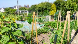 Allotment supplies Suffolk – from Madingley Mulch