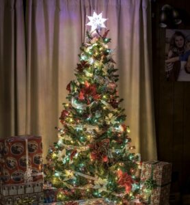 Christmas trees for sale – from Madingley Mulch