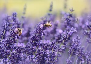 Soil improver Bedfordshire – from Madingley Mulch