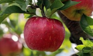 Soil conditioners Cambridge – Tips on looking after fruit trees
