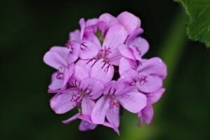 Soil conditioners Hertfordshire – Lilac Geraniums