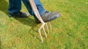 Turf supplier Cambridge – aerating your lawn