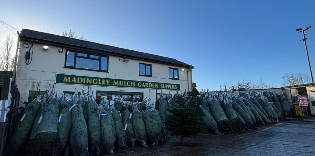 Christmas trees in front of Madingley Mulch store