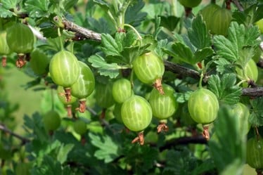 Compost Cambridge – Gooseberries
