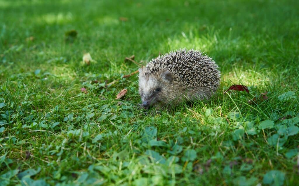 Wildlife Garden Supplies Cambridge – hedgehog sheltering in long grass