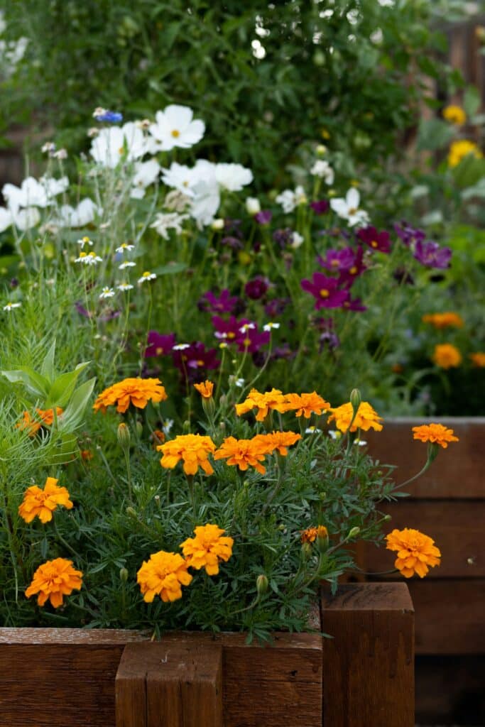 Outdoor gardening supplies Cambridge – raised beds